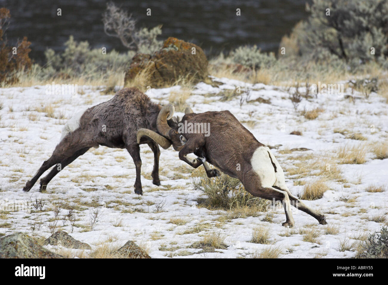 Rocky Mountain Bighorn Sheep Stock Photo - Alamy