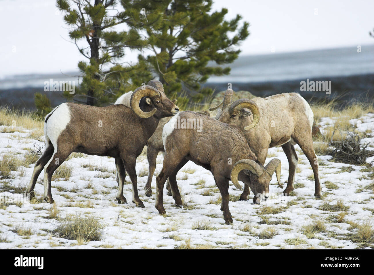 Rocky Mountain Bighorn Sheep Stock Photo - Alamy