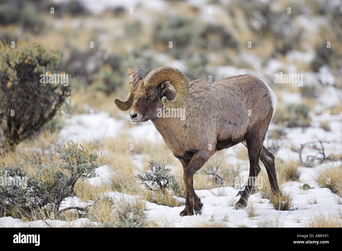 Rocky Mountain Bighorn Sheep Stock Photo - Alamy