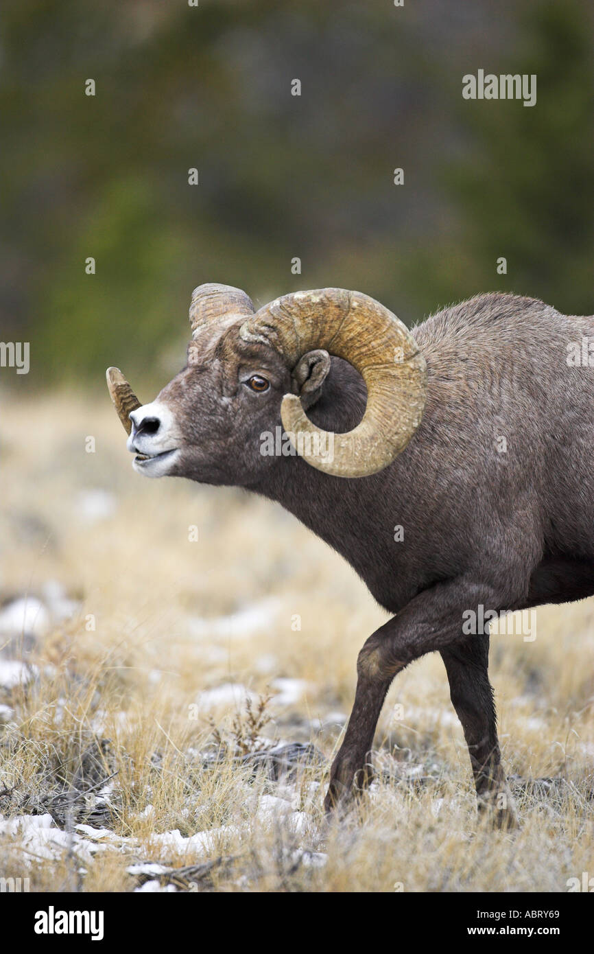 Rocky Mountain Bighorn Sheep Stock Photo - Alamy