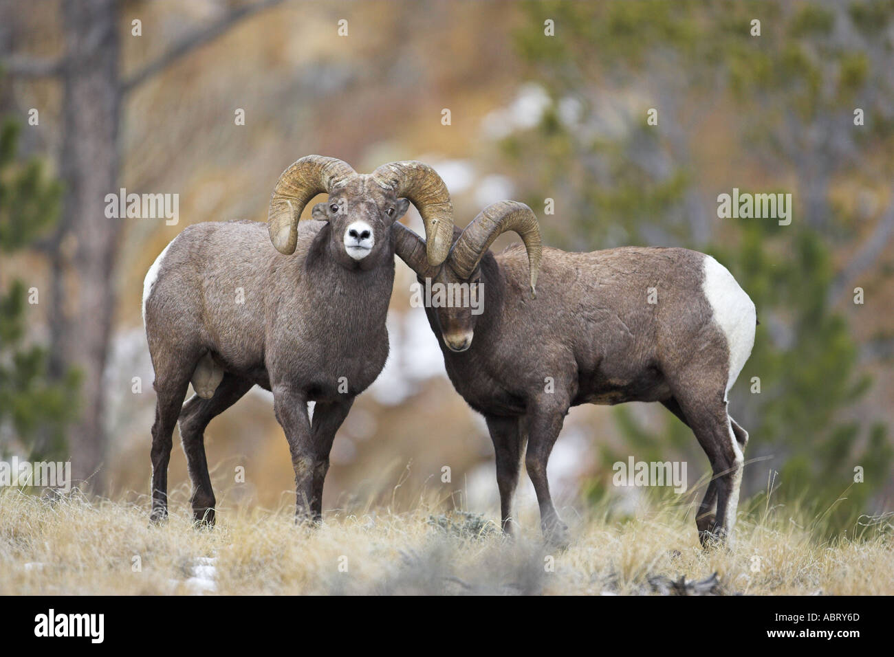 Rocky Mountain Bighorn Sheep Stock Photo - Alamy