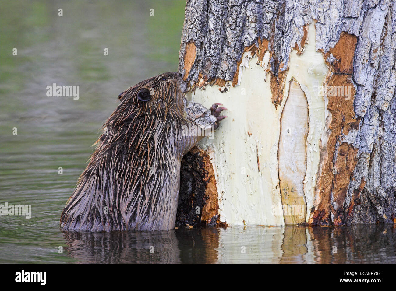 Beaver in pond in Yellowstone National Park Stock Photo Alamy