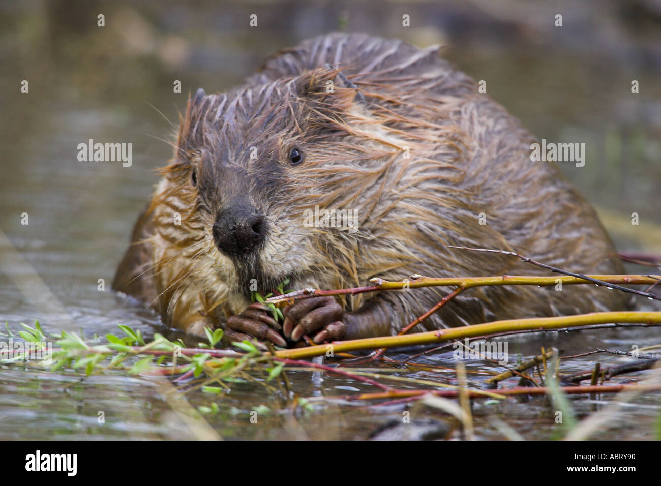 Beaver in yellowstone hires stock photography and images Alamy