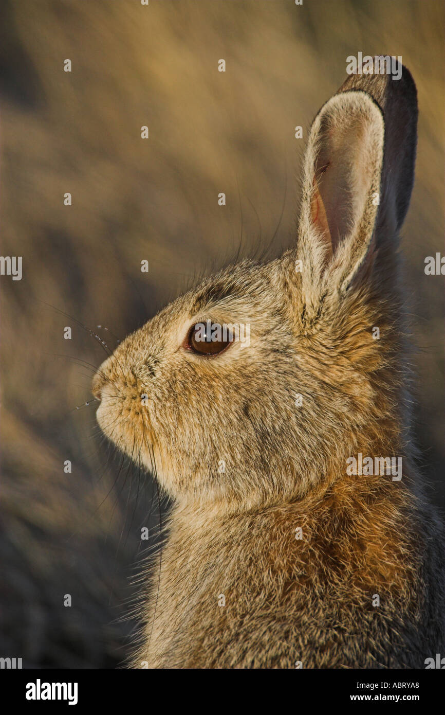 Cottontail rabbit Stock Photo