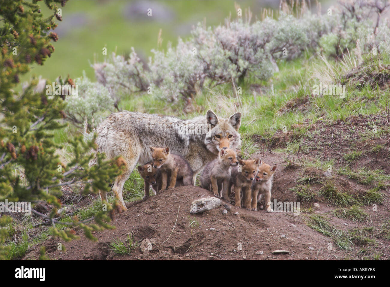 Den mother hires stock photography and images Alamy