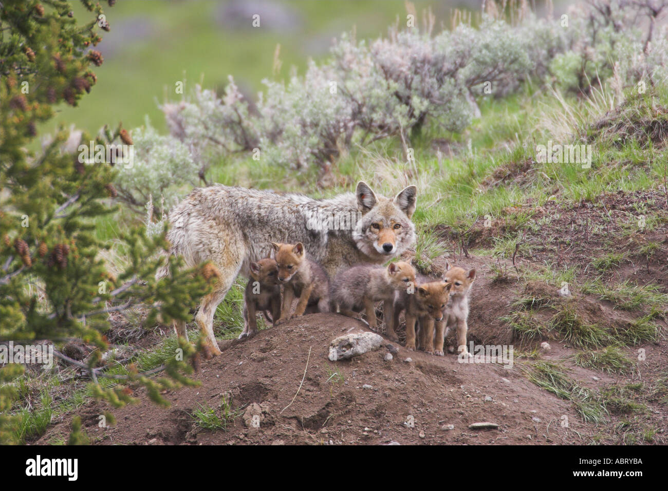 Coyote mother and pups at den Stock Photo Alamy