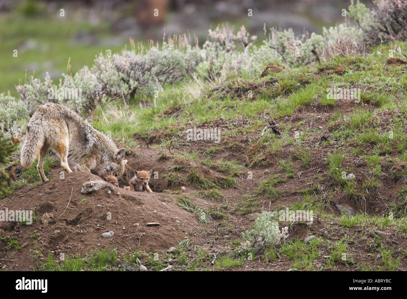 Coyote mother and pups at den Stock Photo Alamy