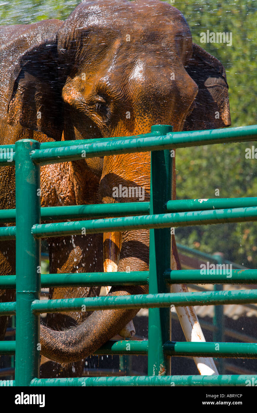 Cleaning elephant, Safari site on Brioni islands, Veliki Brijun, Croatia Stock Photo