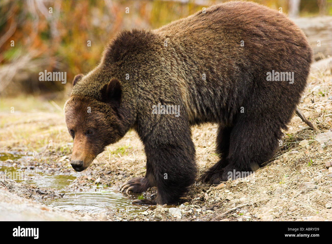 Grizzly bear drinking from stream in Yellowstone National Park Stock