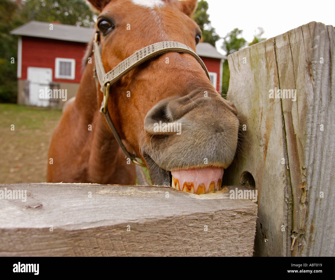 Horse chewing fence hires stock photography and images Alamy