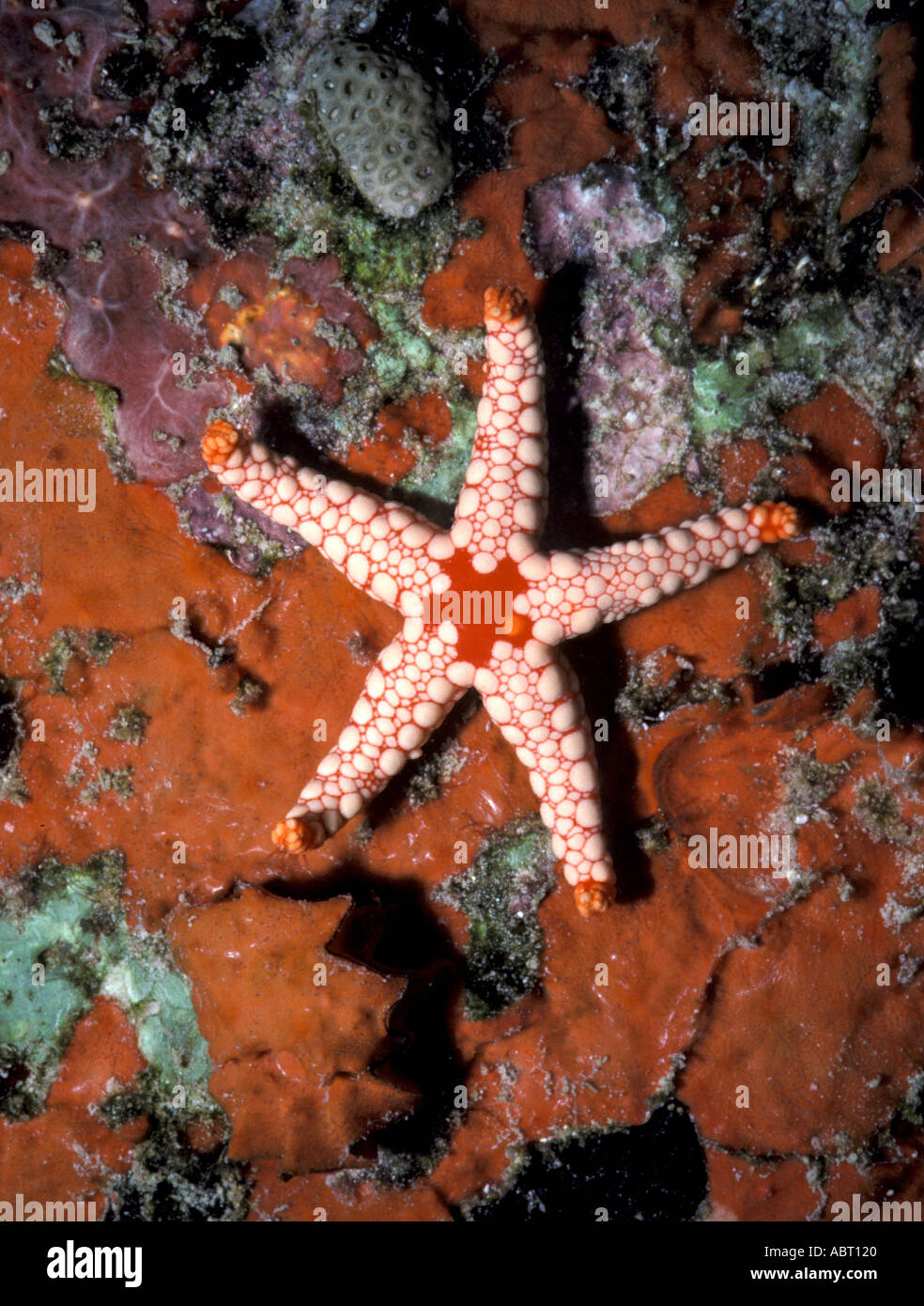 Seychelles Starfish on sponge Stock Photo