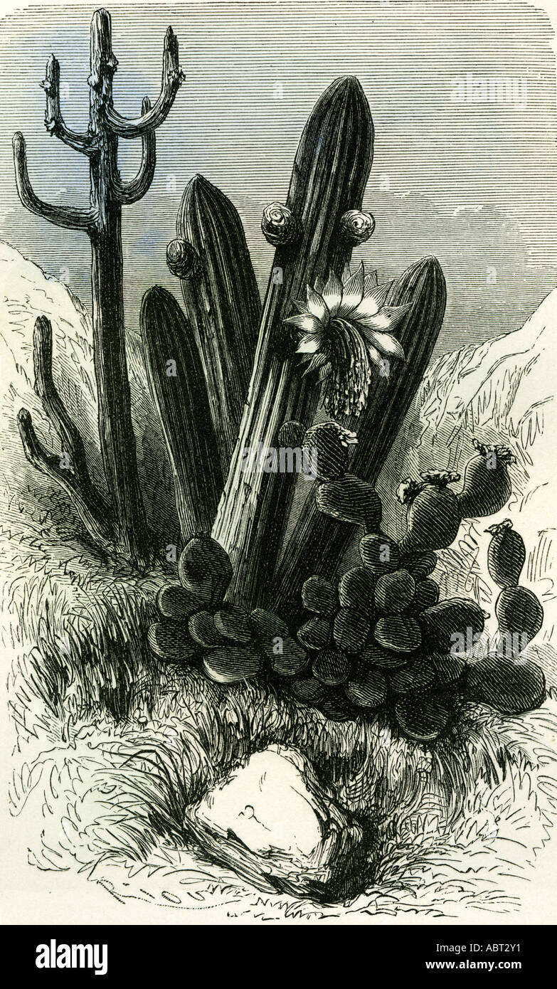 Cereus Candelaris and Opuntia 1869 Peru Stock Photo