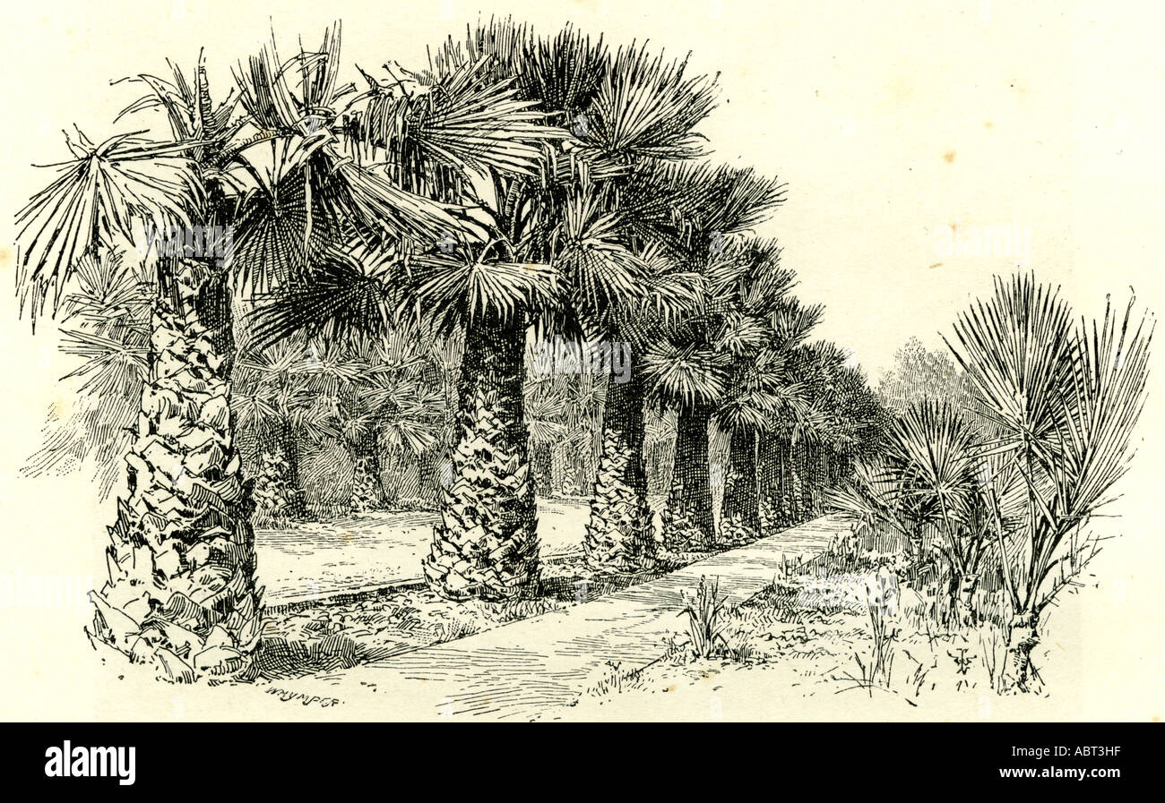 A Palm Grove in Southern California, 1891, USA Stock Photo