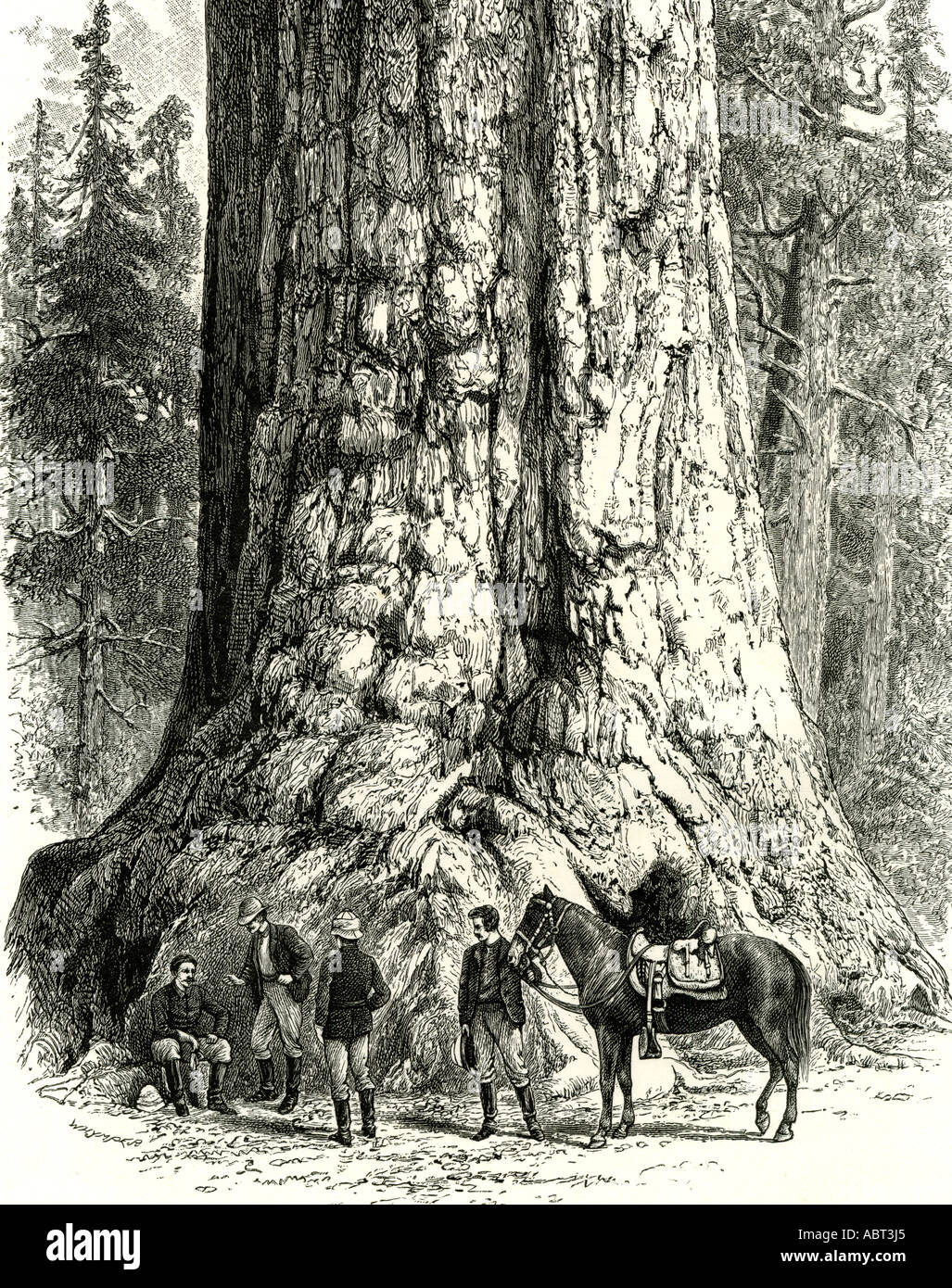 Yosemite Valley, The Grizzly Giant, USA, 1891 Stock Photo