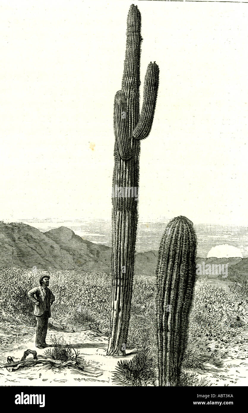 Giant Cactus, Arizona, 1891, USA Stock Photo