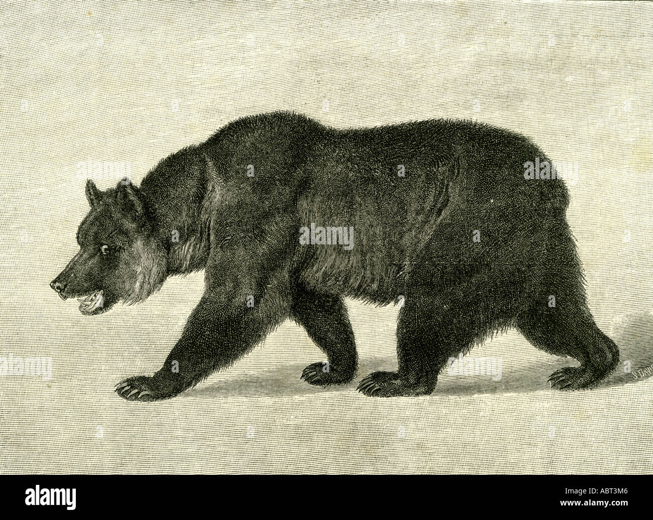 The Grizzly Bear, USA, 1891 Stock Photo