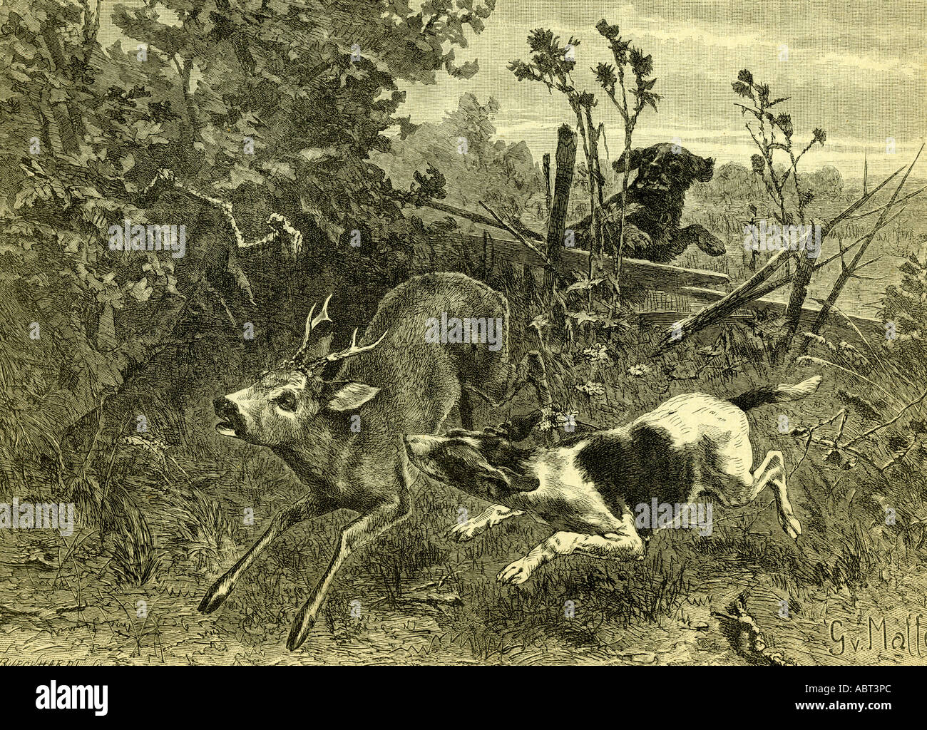 Dog chase deer hires stock photography and images Alamy