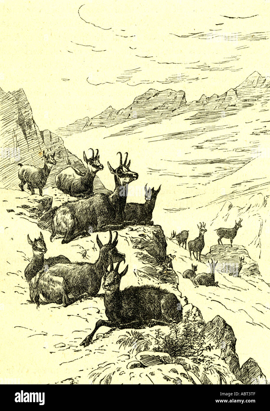 Deer Austira 1891 Stag Stock Photo