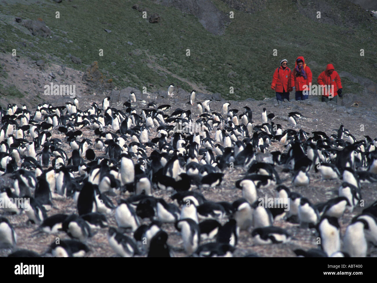 ANTARCTICA Adelie penguins King George Island Stock Photo