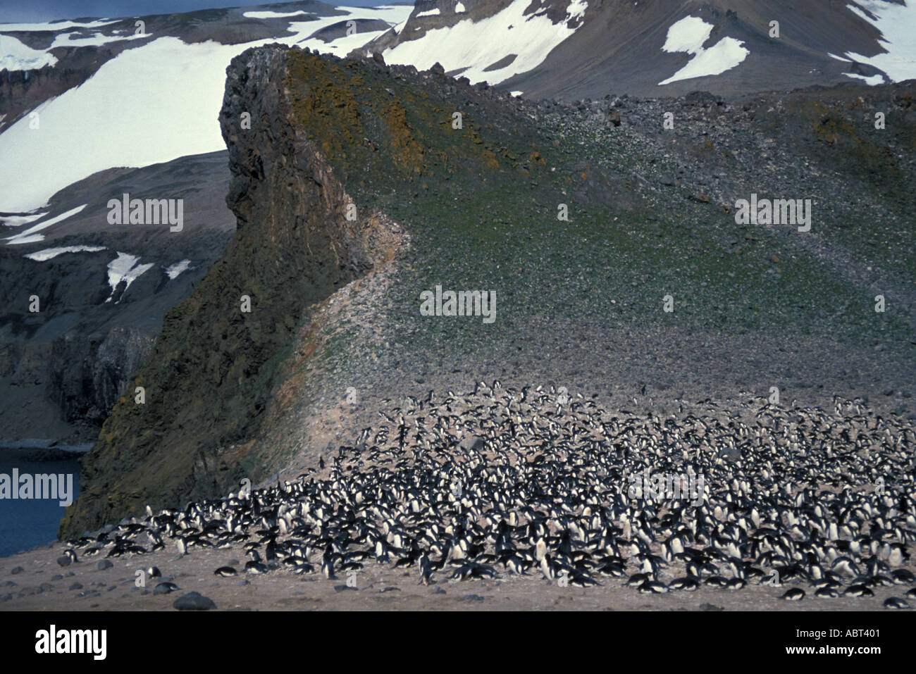 ANTARCTICA large Adelie Penguin rookery King George Island South Shetlands Stock Photo