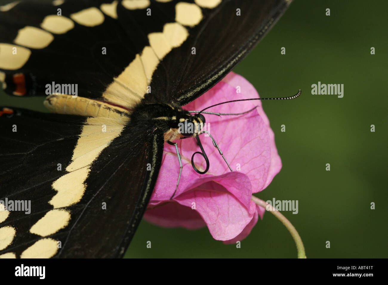 Giant Swallowtail butterfly portrait on pink flower Stock Photo