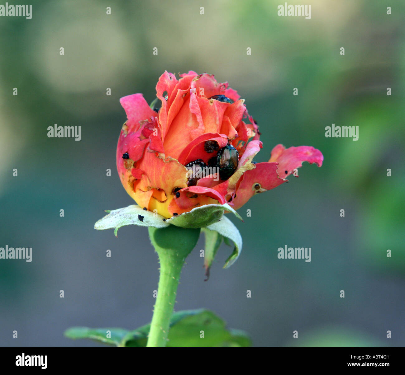 AN INFESTATION OF BEATLES ON A BROADWAY TEA ROSE Stock Photo - Alamy