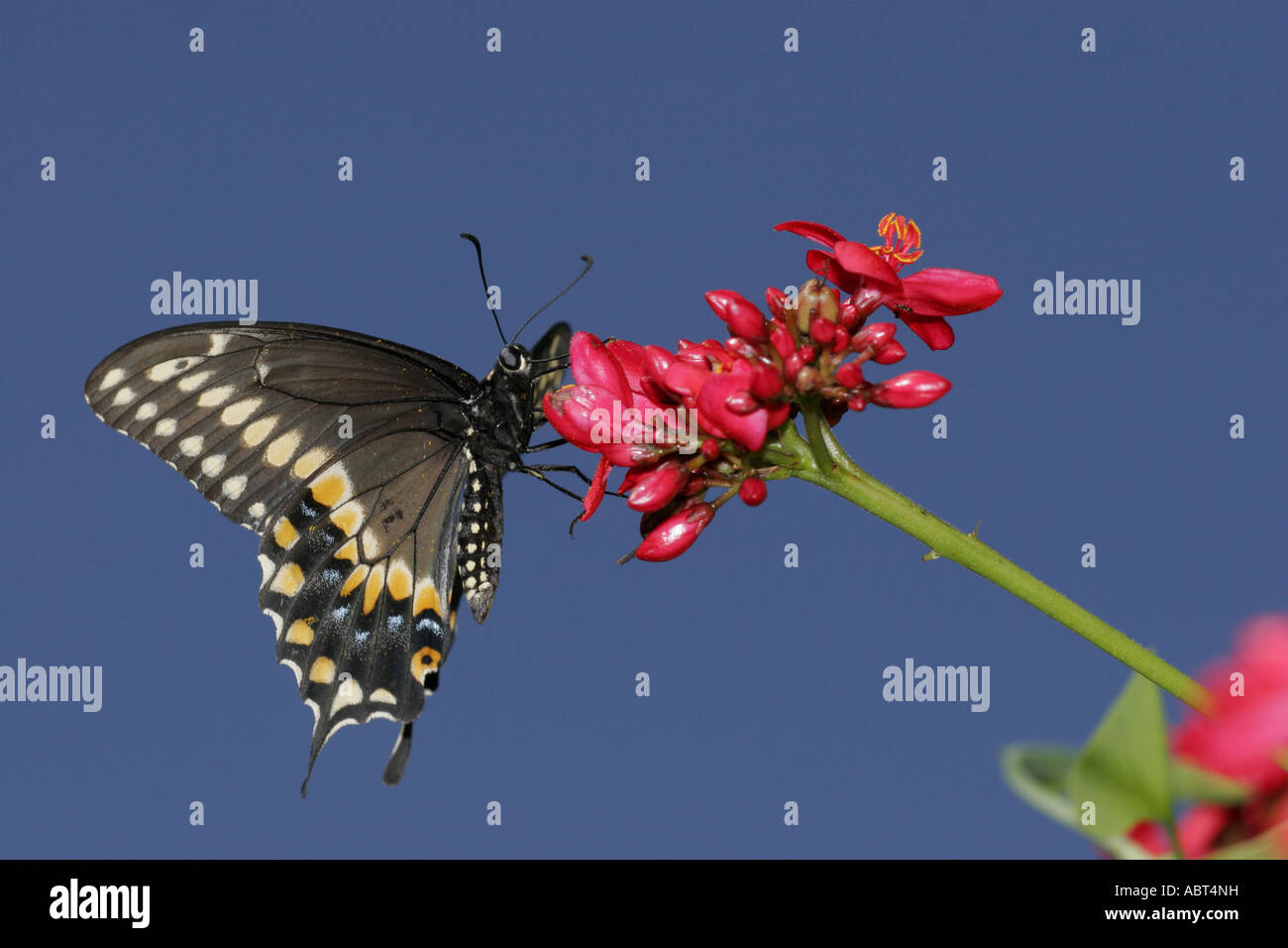 Black Swallowtail butterfly on Jatrophe Stock Photo