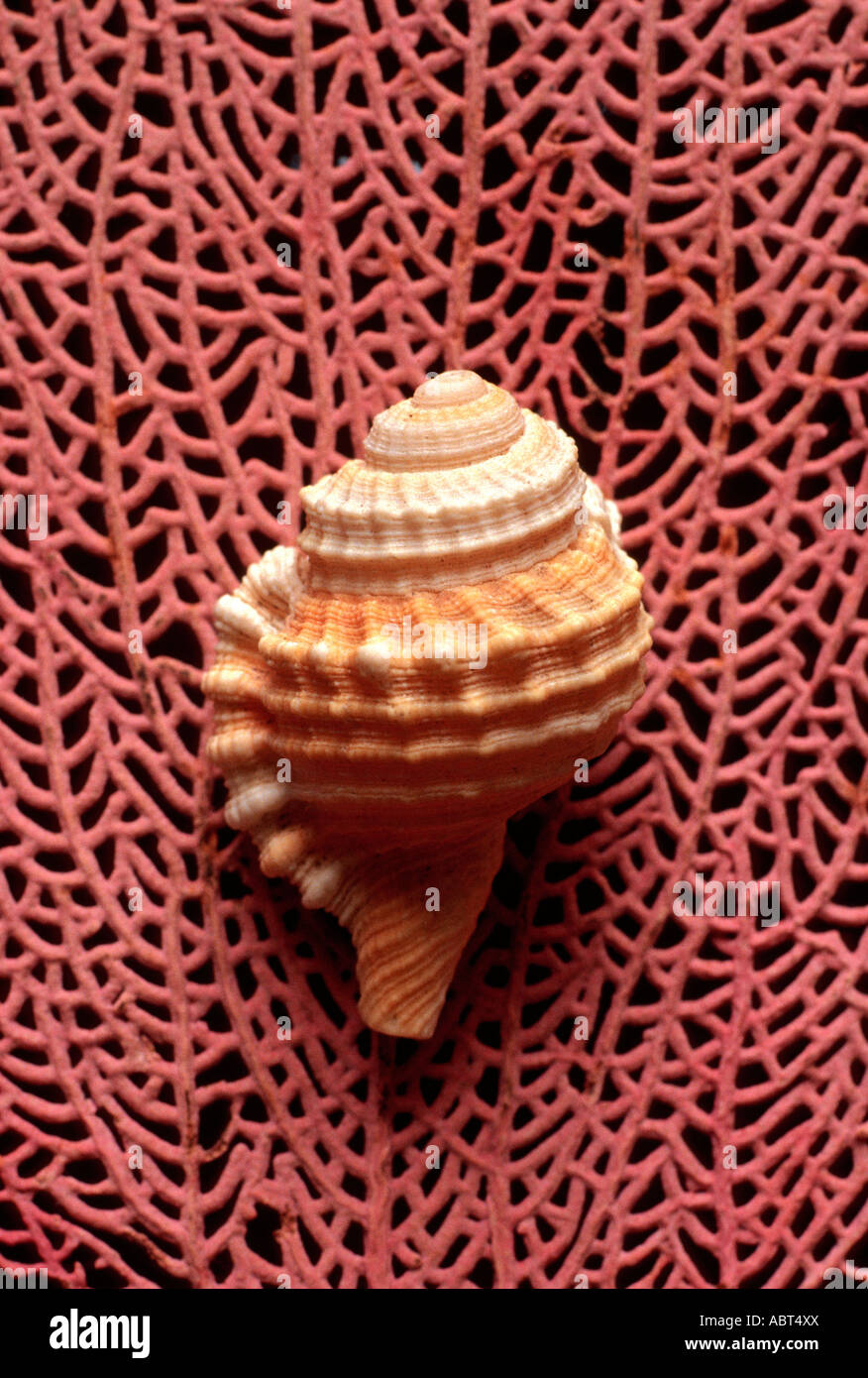 Cone shaped shell hi-res stock photography and images - Alamy