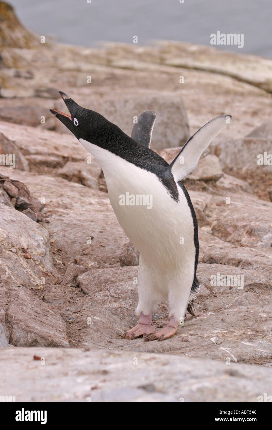 Adelie Penguin braying Pygpscelis adeliae Antarctic Stock Photo
