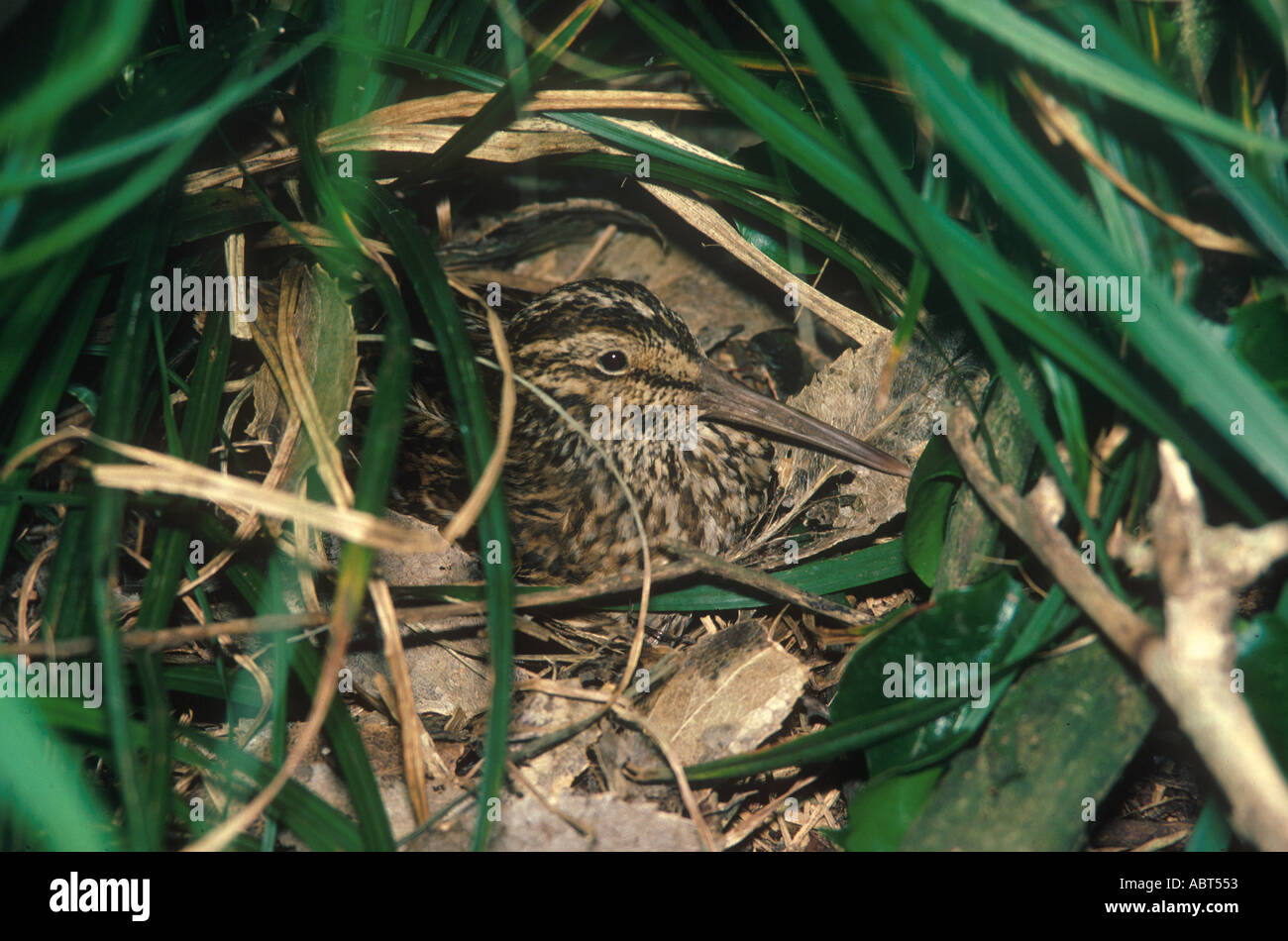 Chatham Island Snipe Coenocorypha pusilla At nest Stock Photo