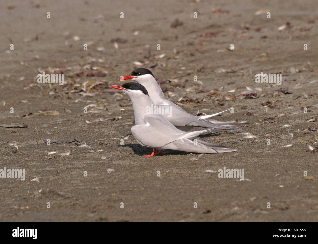 Antarctic Tern Sterna vittata displaying Stock Photo