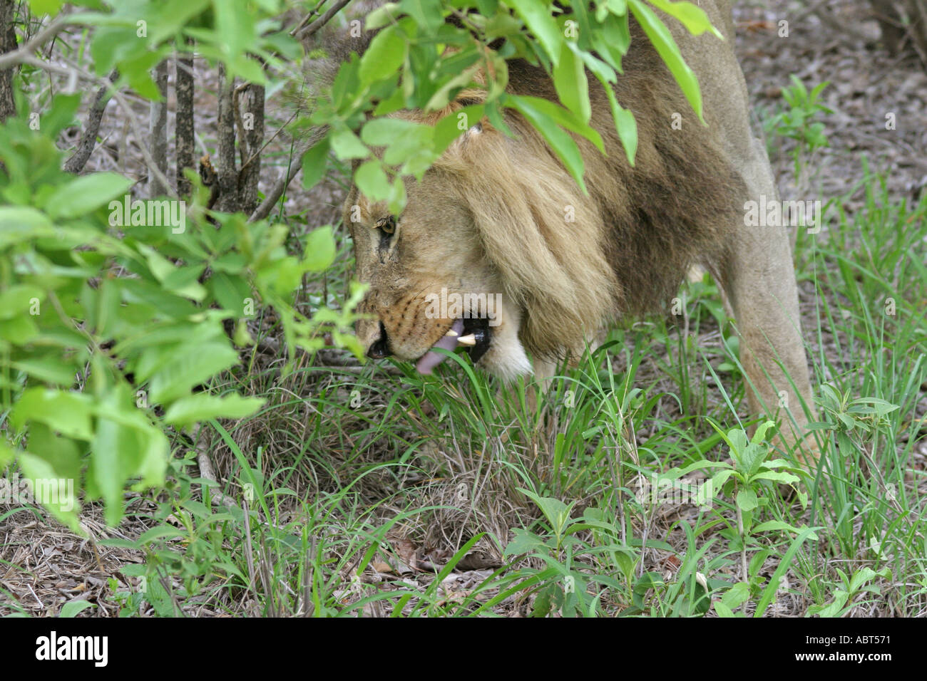 Male lion eating hi-res stock photography and images - Alamy