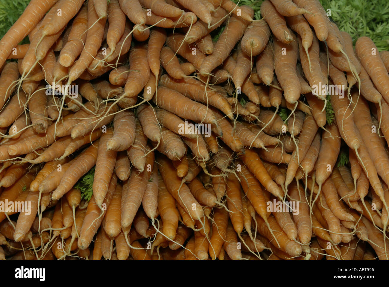 Carrot Daucus carota sativus Root vegetable Stock Photo - Alamy