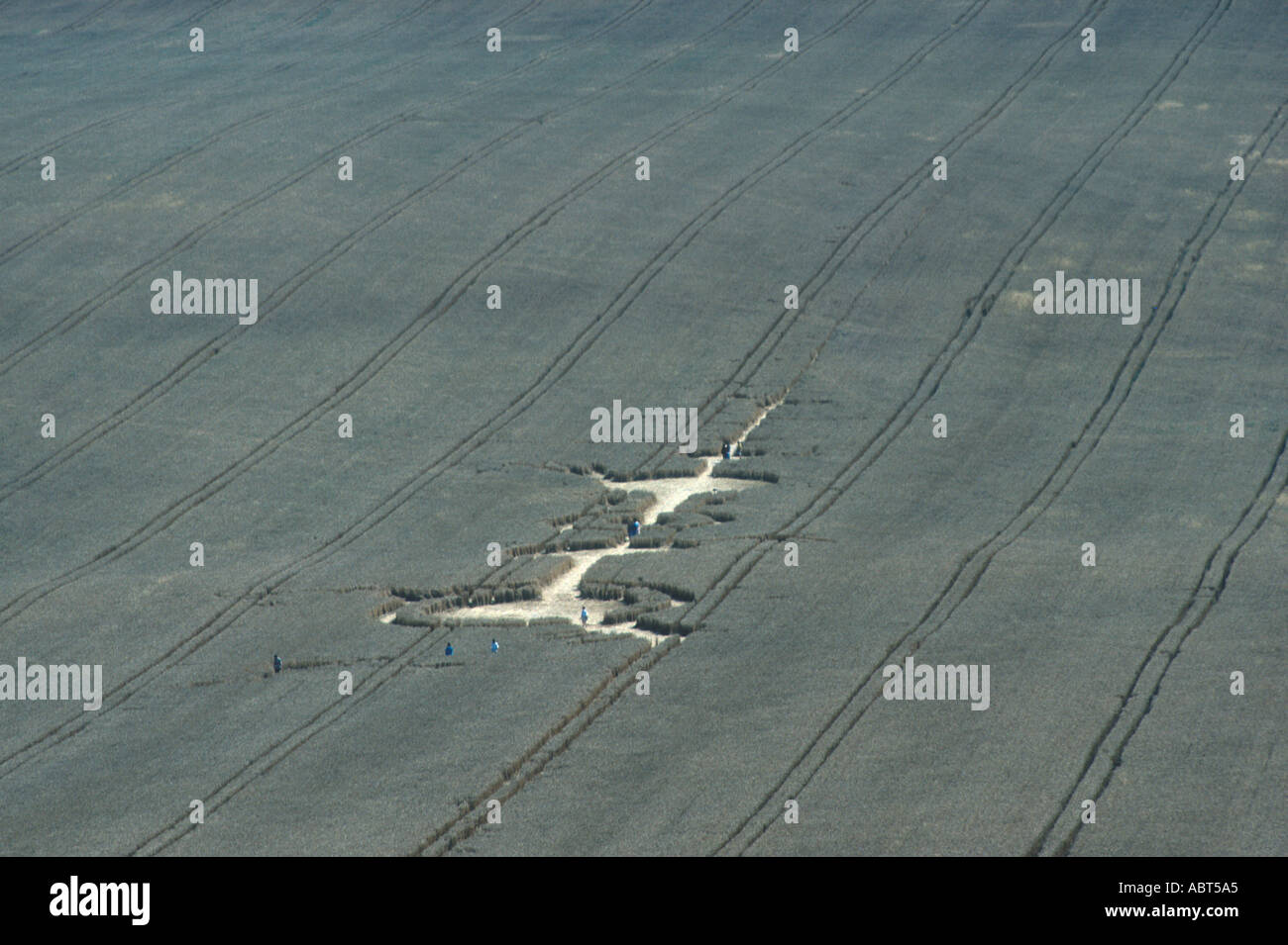 Farming Crop Damage Aerial view of corn circles Wiltshire July Stock Photo