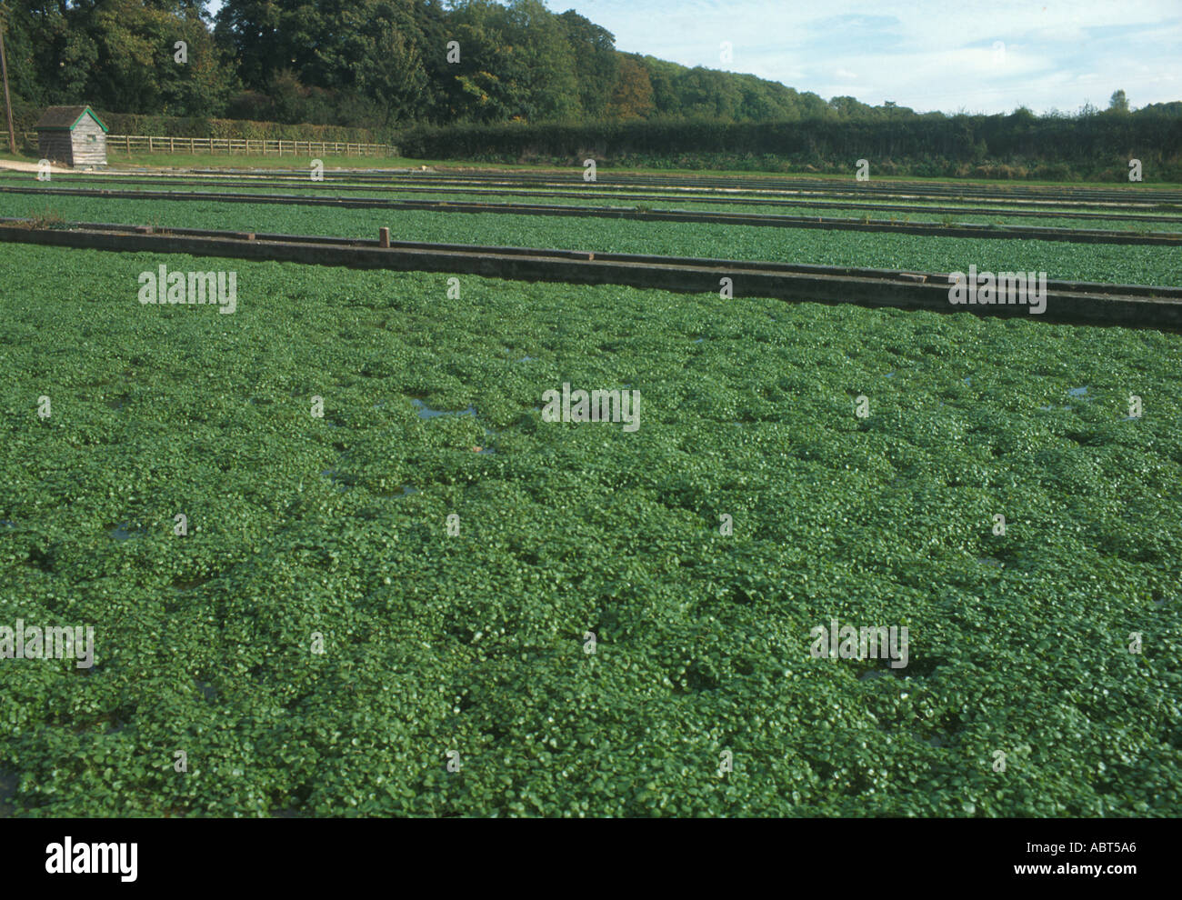 Farming Watercress Watercress Farm Meon Valley Hants Stock Photo