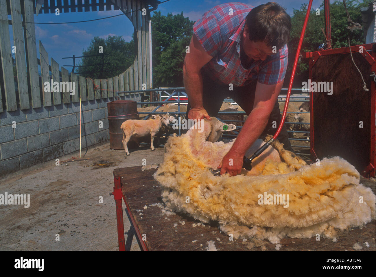 Farming Sheep Mobile Sheep Shearing West Wales Stock Photo - Alamy