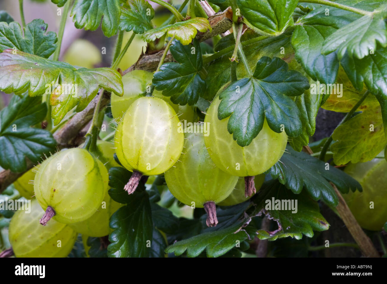 Ribes uva crispa, gooseberries growing in an English garden Stock Photo