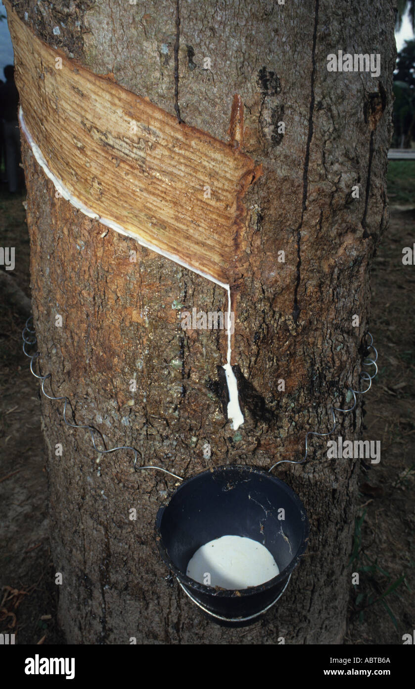 Tapping a Rubber Tree Havea brasiliensis Kuala Lumpur Peninsular Malaysia Stock Photo