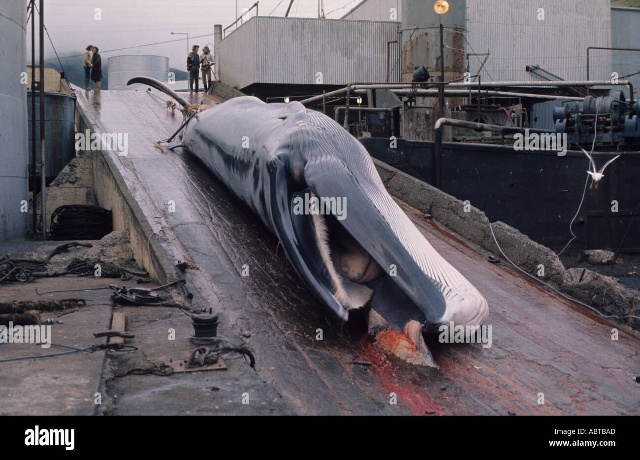 Dead harpooned whale being winched up the ramp to be cut up and processed at Hvalfjordur Whaling Station Iceland Stock Photo