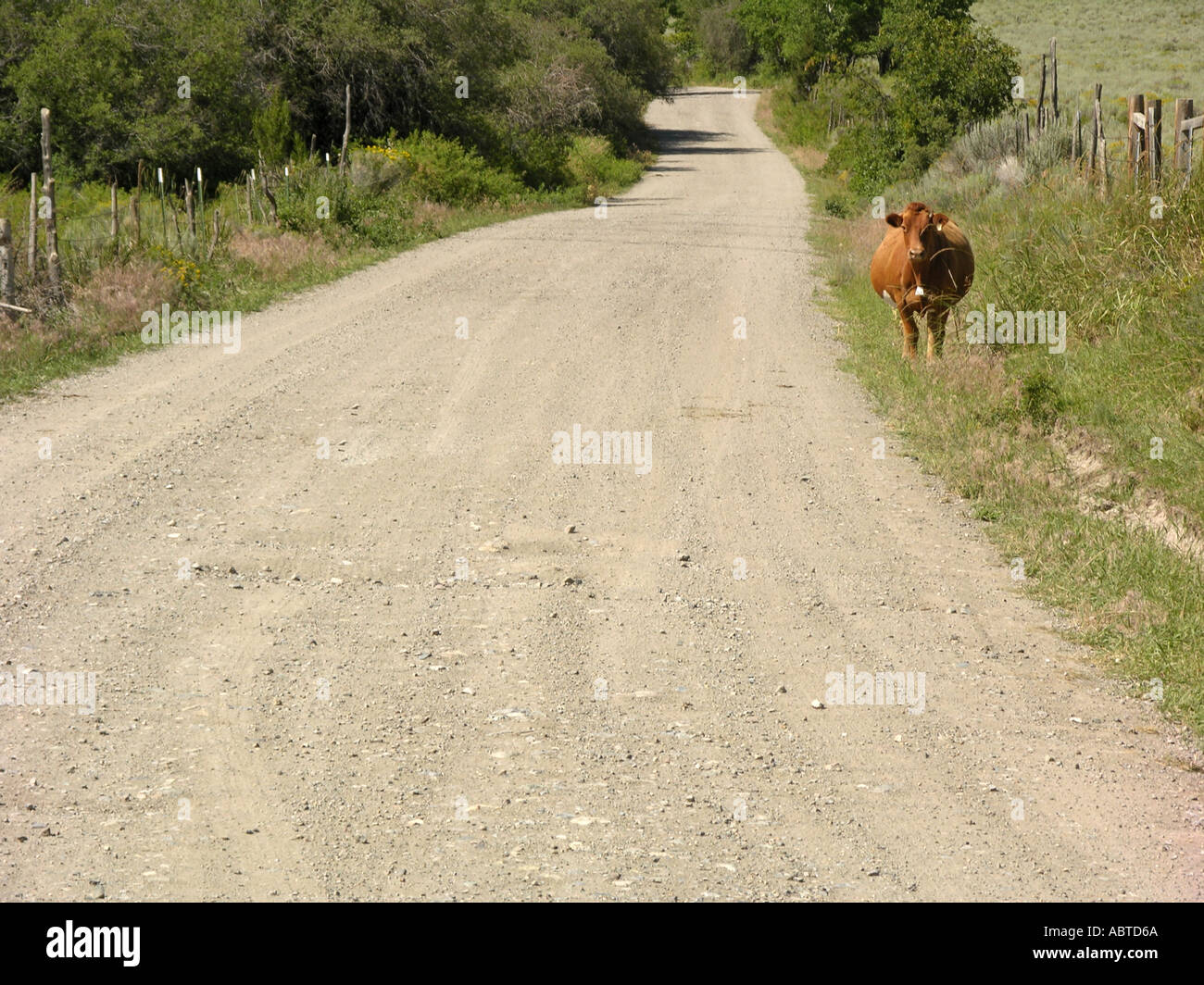 Cow Beside Dirt Road Stock Photo - Alamy