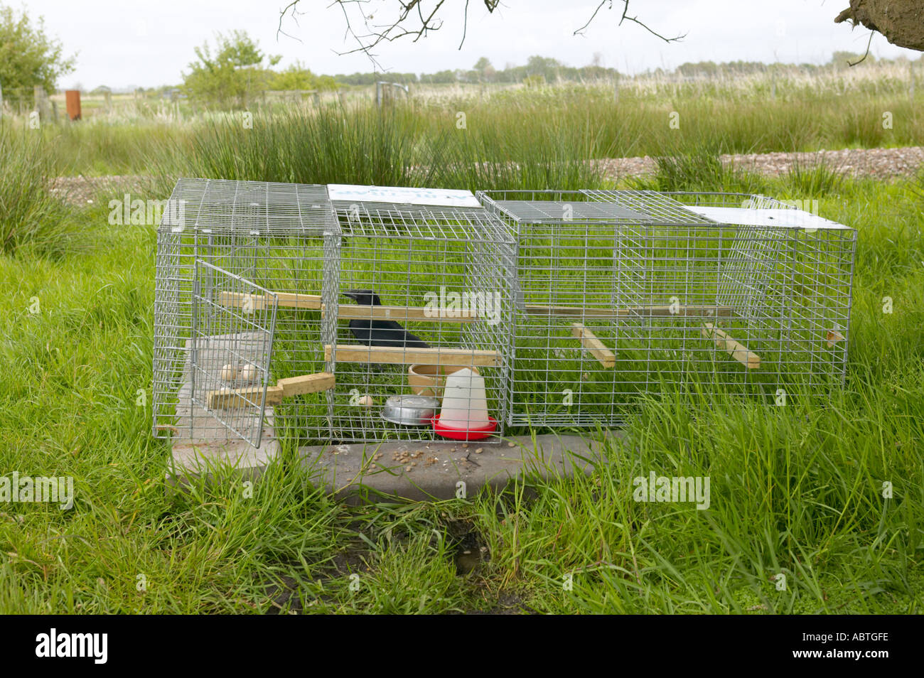 Crow trap used on nature reserve to control the number of predatory crows preying on wader chicks Stock Photo