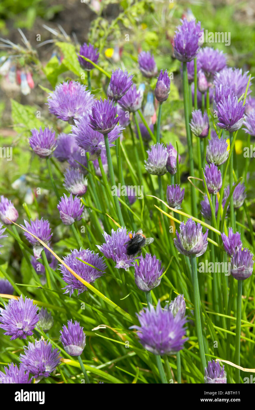 Bumble bee feeding on chives in wildlife garden Lancashire Wildlife Trust Stock Photo