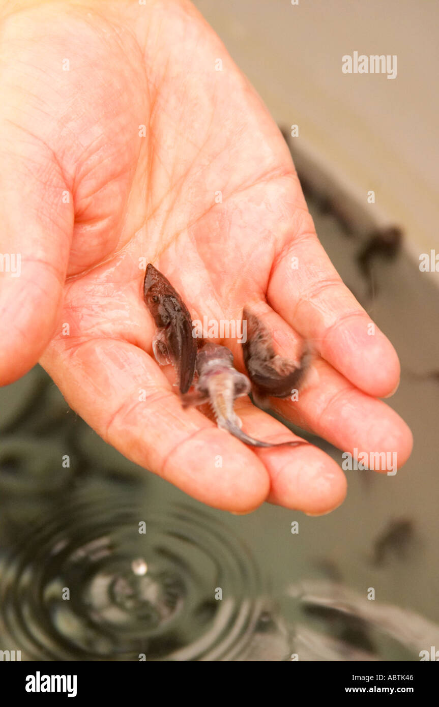 Very Small Young Very Small Young