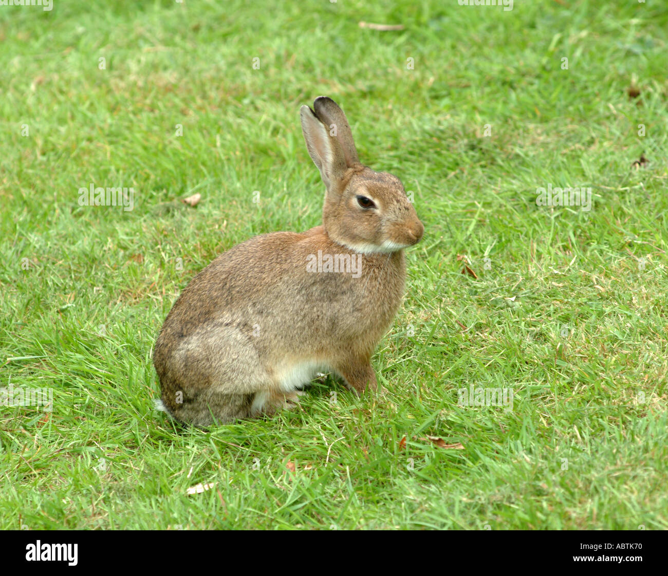 Rabbit Enjoying Sunshine at Lost Gardens of Heligan St Austell Cornwall England United Kingdom UK Stock Photo