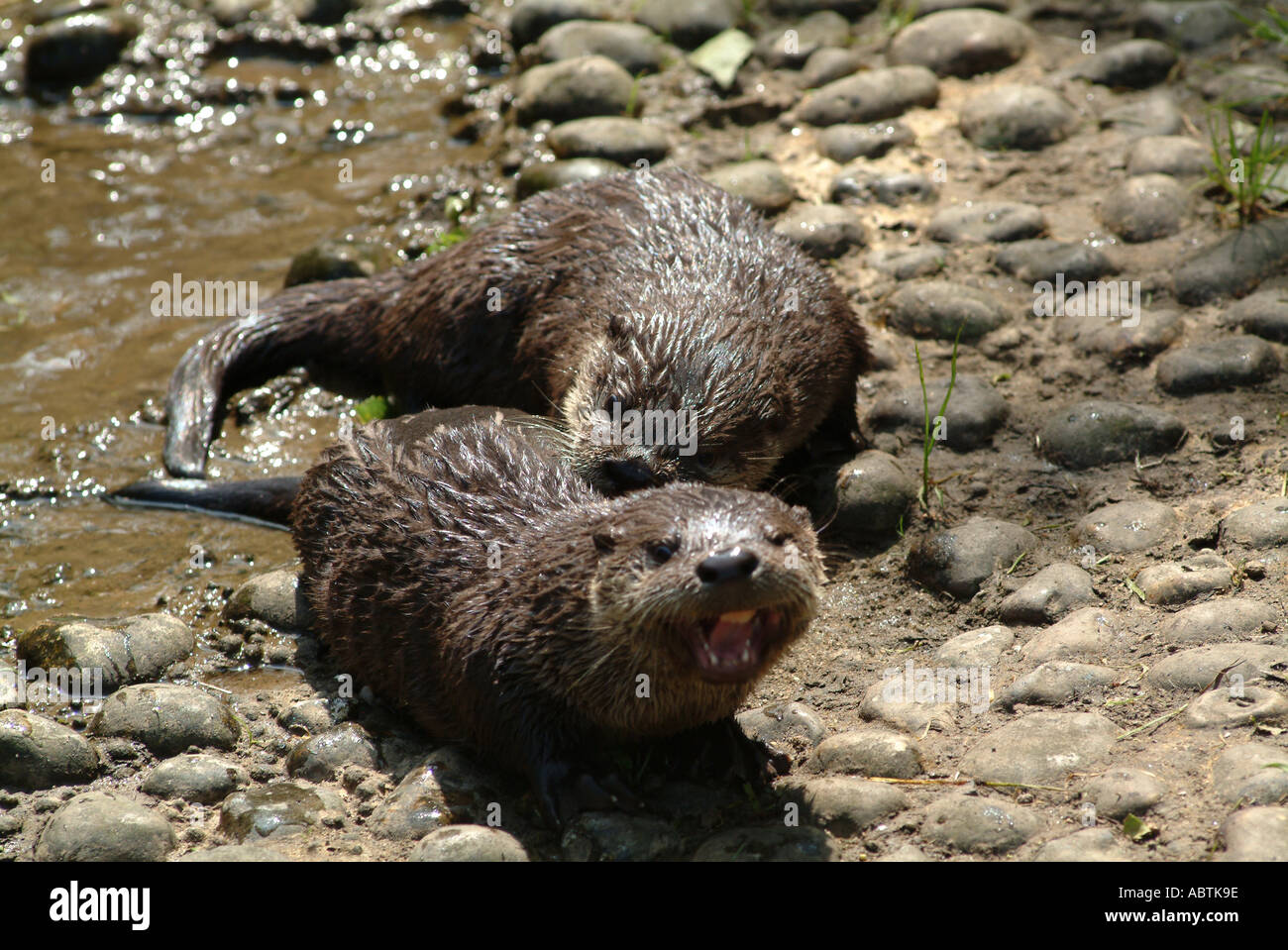 Young Otters Playing at Buckfastleigh Otter Sanctuary Devon England United Kingdom UK Stock Photo