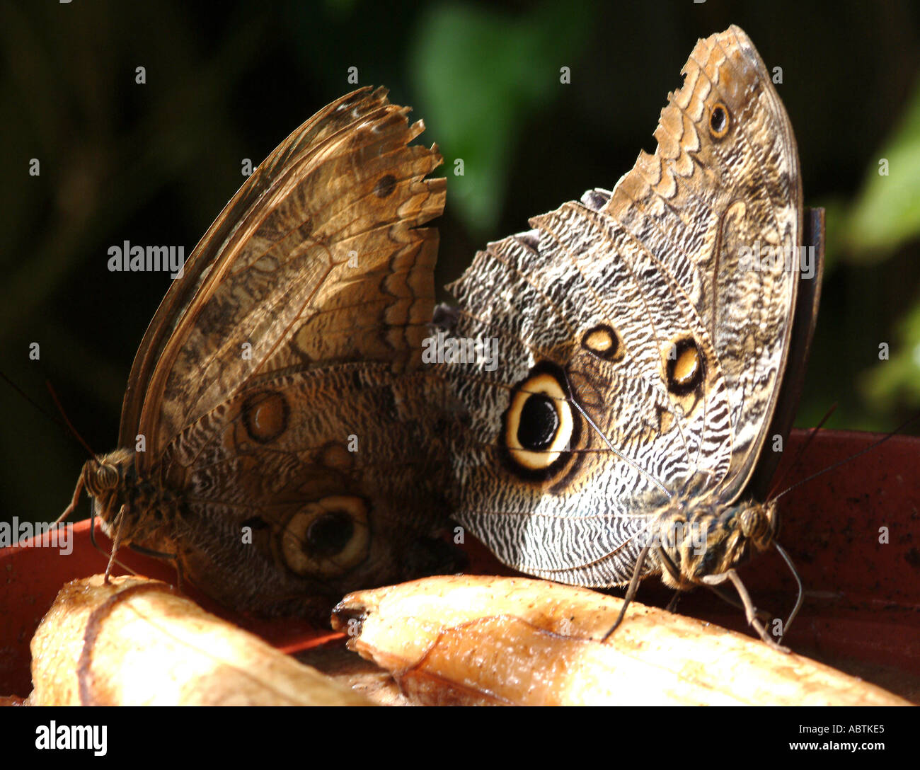 Owl Butterflies Feeding on Rotting Bananas at Buckfastleigh Butterfly