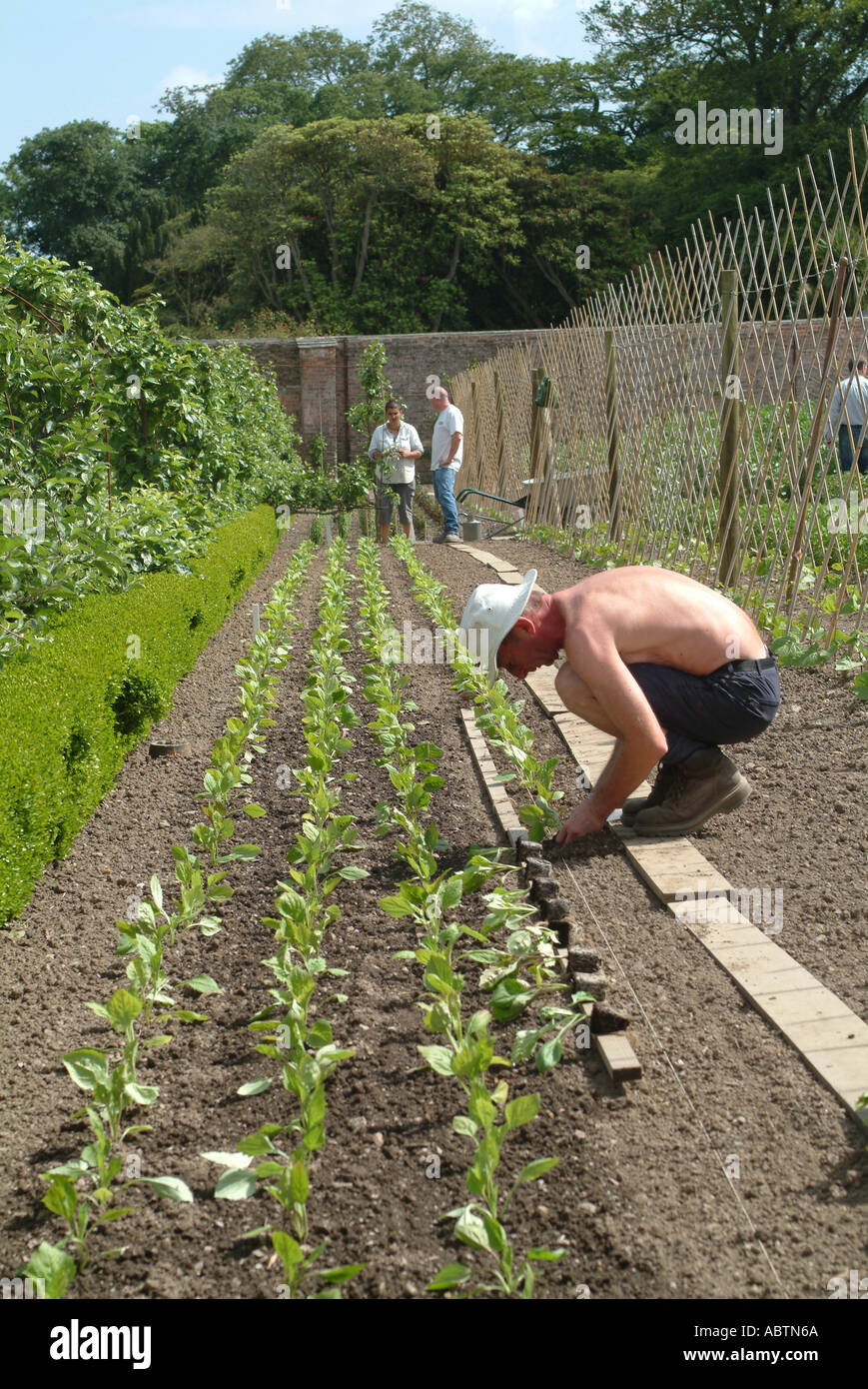 Gardener Planting Out Asters at Lost Gardens of Heligan St Austell Cornwall England United Kingdom UK Stock Photo