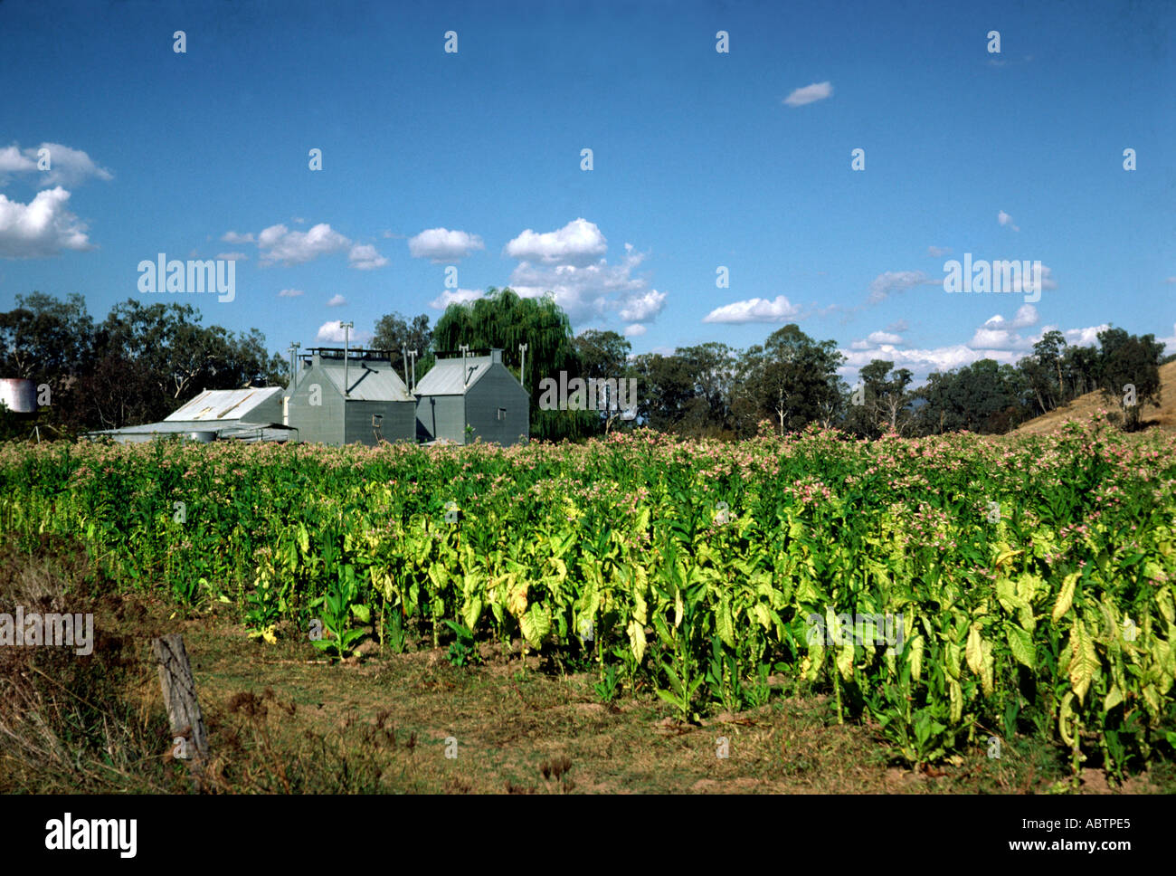 Australia tobacco hi-res stock photography and images