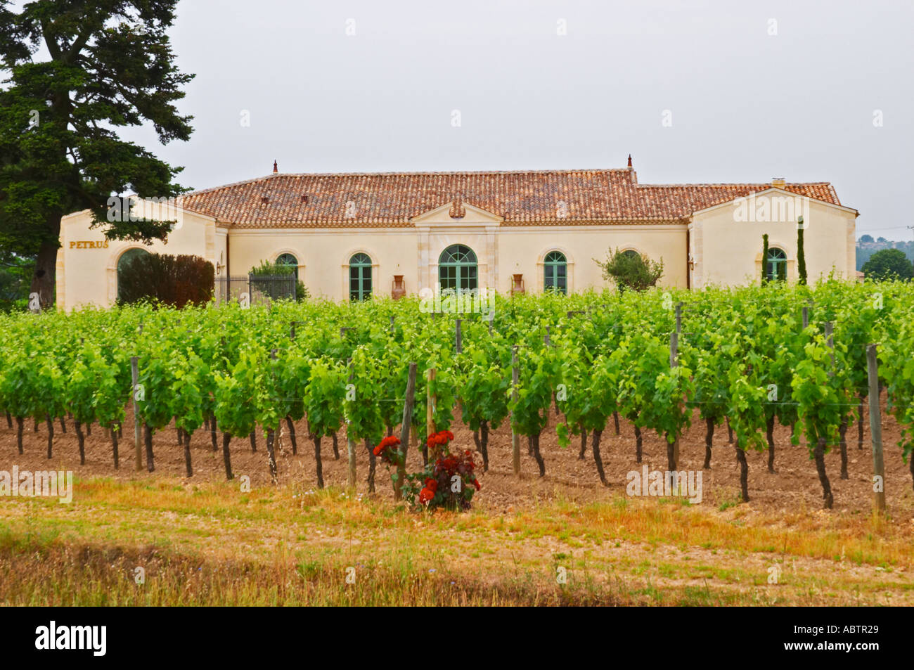 The newly renovated Chateau Petrus seen across its vineyards planted with  rows of Merlot vines, a rose bush in the foreground Pomerol Bordeaux  Gironde Aquitaine France Stock Photo - Alamy