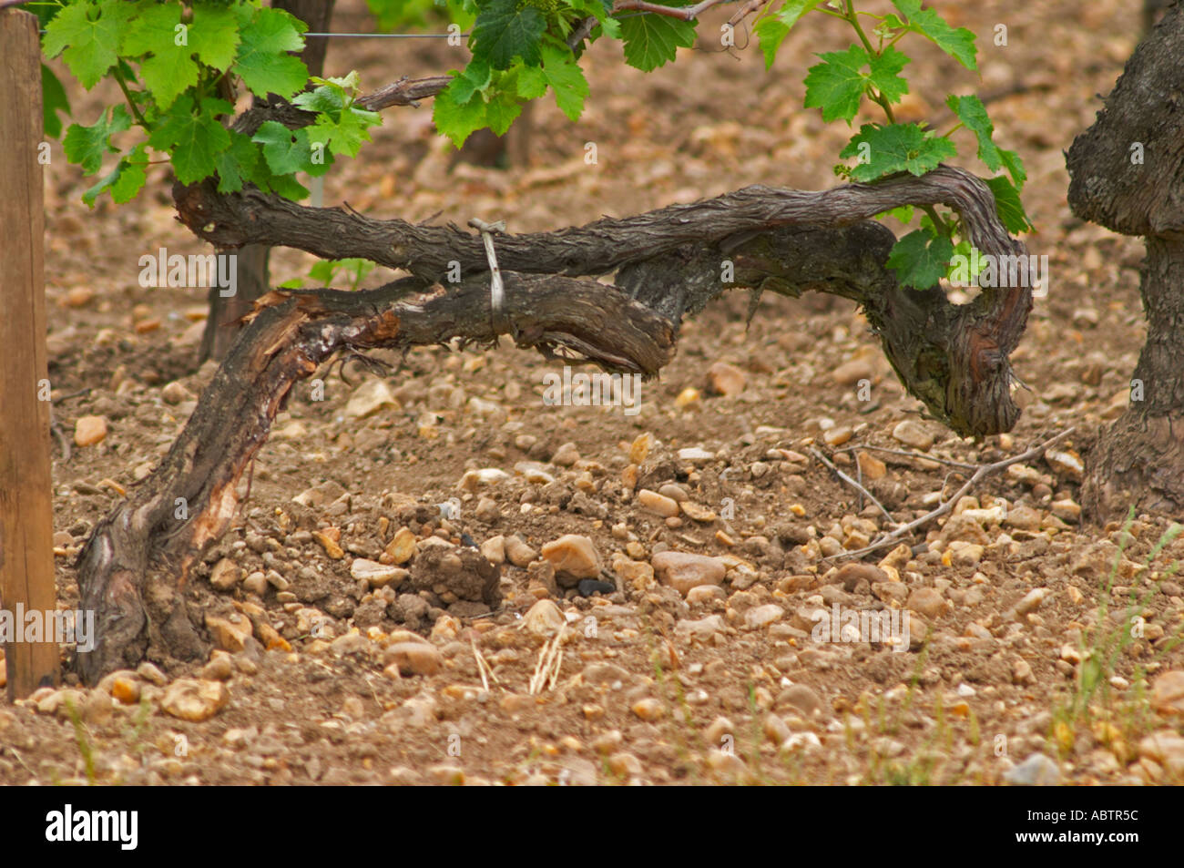 A detail of the soil at Chateau Lafleur (la fleur), more pebbles and less clay compared to Petrus or Lafleur Petrus across the road, a very old vine with strangely shaped gnarled branches, Merlot Pomerol Bordeaux Gironde Aquitaine France Stock Photo